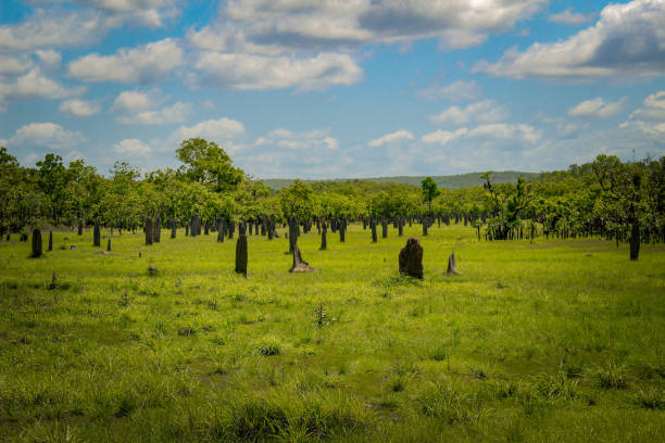 Stunning termite mounds in Australia