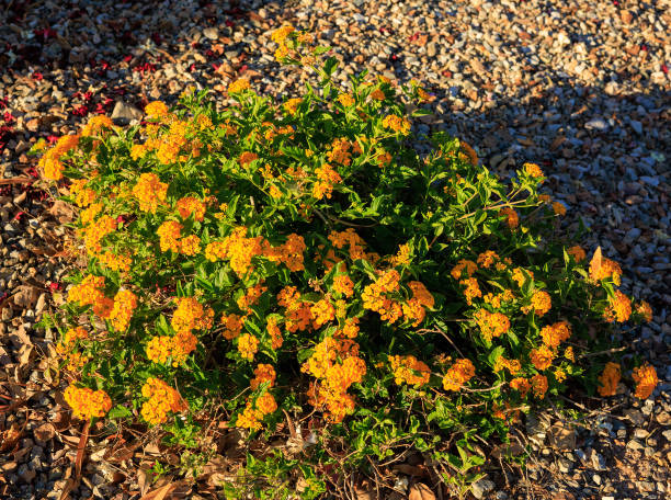 istock Golden Yellow Lantana Camara, closeup 2152964985
