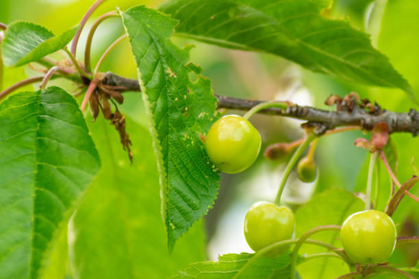 unripe cherries on the branch of the tree, spring fruit