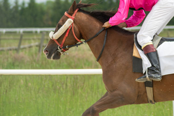 lead the horse to races