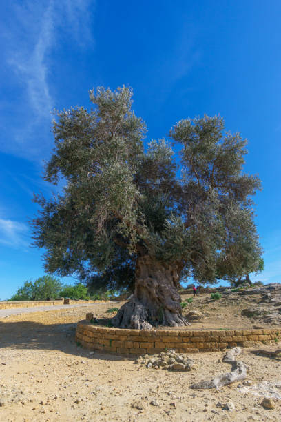 istock Large and ancient olive tree in the Valley of the Temples on a sunny spring day, Agrigento, Sicily, Italy 2152965203