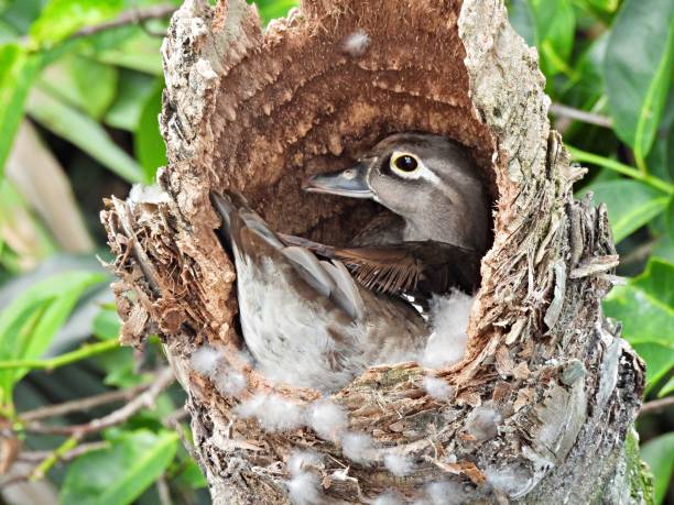 istock Wood Duck (Aix sponsa) - female nesting in a palm tree snag surrounded by her down feathers from her belly, creating a fluffy blanket of warmth for her eggs. 2152966559