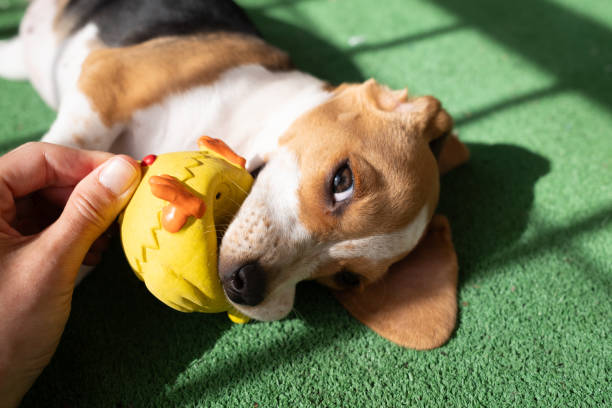 istock beagle puppy dog chewing and playing with a rubber toy chick 2152967847