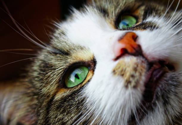 peeping cat