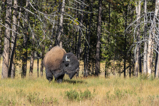 Bison, buffalo, Yellowstone National Park, Wyoming. Big male walking on frozen morning dew.