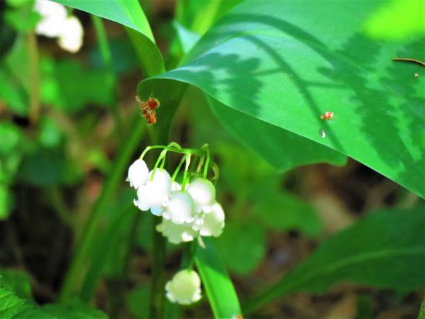 istock Lily of the Valley. 2152970308