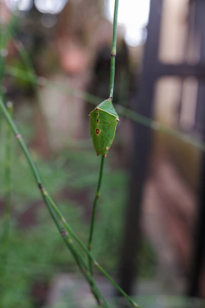 Green cocoons hang on tree branches, The process of caterpillars becoming butterflies Green cocoons hang on tree branches, The process of caterpillars becoming butterflies, nature, stock photo. horsetail bamboo stock pictures, royalty-free photos & images