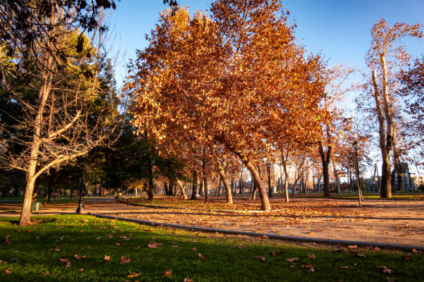 Sunrise in Parque Forestal in Santiago de Chile at autumn