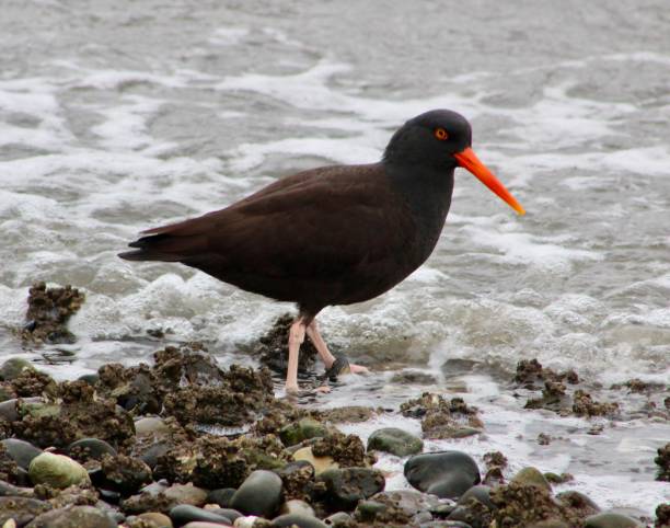 istock Black Oystercatcher Looking For Lunch 2152972422