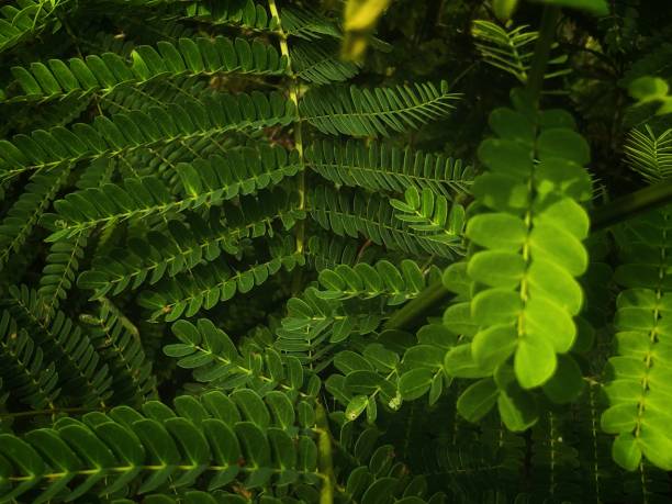 istock photo of green leaf texture 2152973407