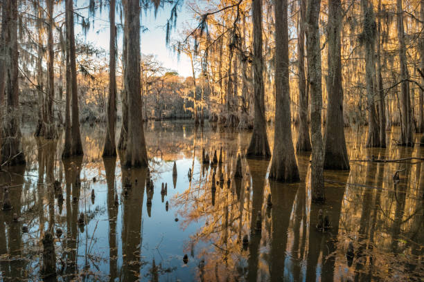 istock Bayou Cypress Trees Spanish Moss Caddo Lake Texas USA 2152974385