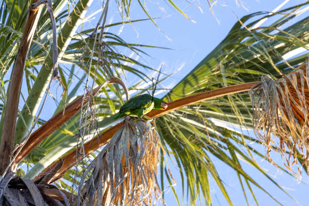 Green parrot in a palm tree in Los Angeles