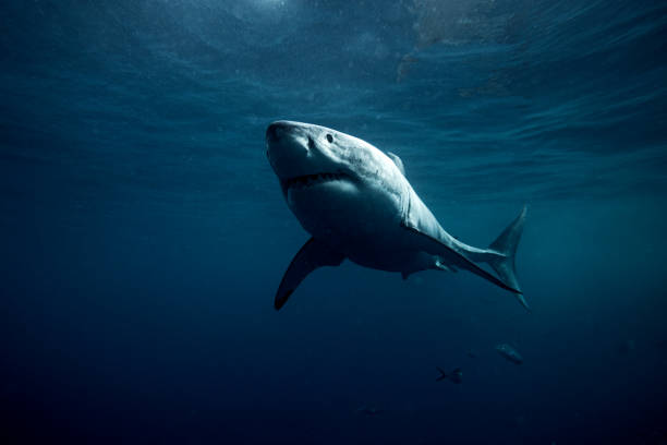 istock Ominous great white shark swimming below the ocean's surface 2152975391