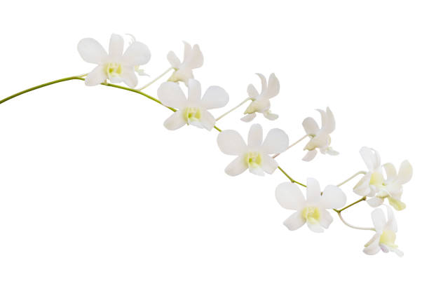 Beautiful white orchid flower isolated on white background
