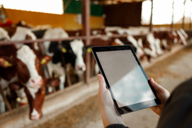 istock Dairy Farm Monitoring 2152977054