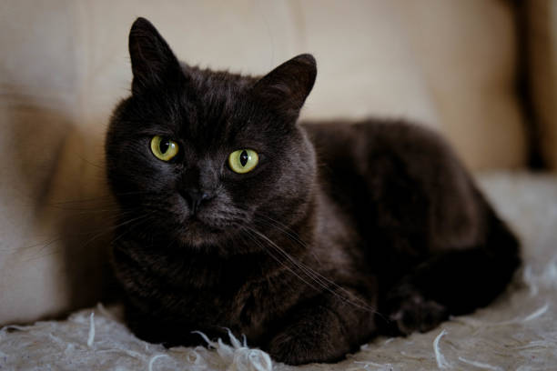 istock Lazy British Short Hair cat sleeping on a couch in a flat 2152977465
