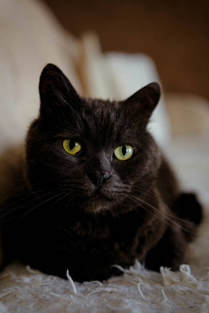 istock Lazy British Short Hair cat sleeping on a couch in a flat 2152977480