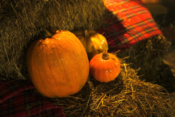 Halloween background with texture orange pumpkins on dark strow stack. Close-up natural reddish pumpkins with water drops for Helloween celebration. Concept of hallowen holiday, fall and spooky time