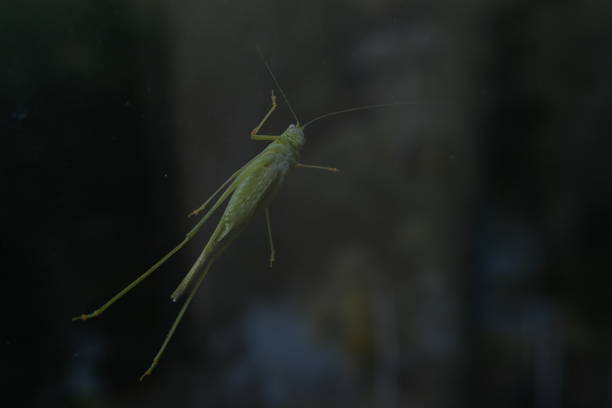 A detailed photo of grasshopper on a white wall.