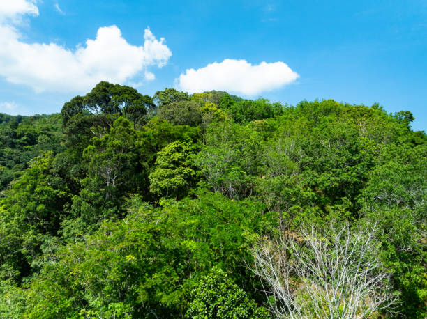 Aerial view Drone camera top view rainforest trees ecology with healthy environment concept and summer background,Green environment background