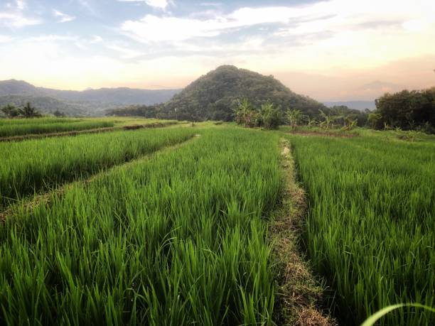 istock mountain in the middle of rice fields 2152980410