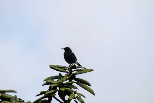 istock Pied bush chat, Male, Bird 2152982696