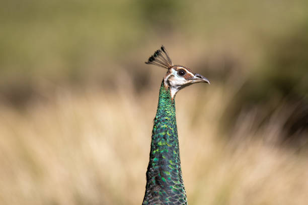 Female Indian peafowl (Pavo cristatus), close-up. A beautiful bird with bright plumage.