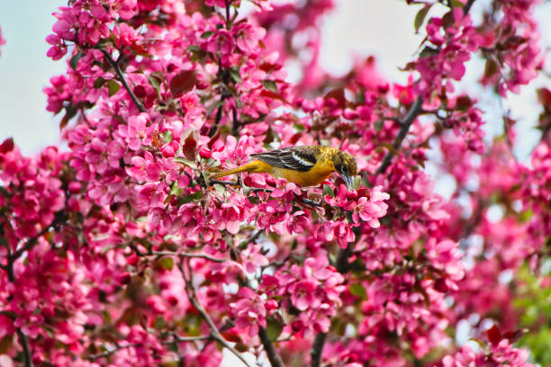 istock Female Baltimore Oriole with flowers,Canada 2152983295