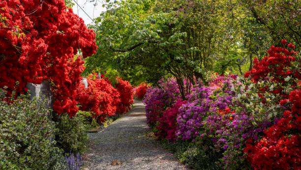 istock Red Azalea Flower Garden 2152984503