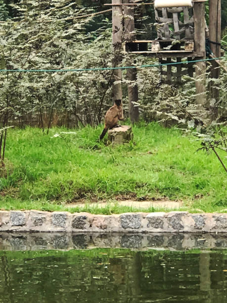 little monkey sitting on a rock in the zoo