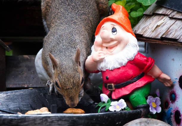 istock A Grey Squirrel finds a peanut in the bird bath 2152986145