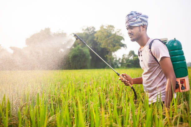 istock indian farmer practicing non-organic farming by using fertilizer on crops 2152988173