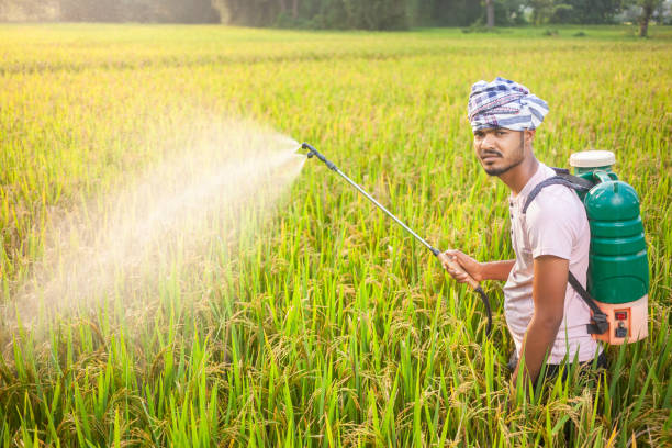istock young farmer spraying fertilizer in the paddy farm 2152988235