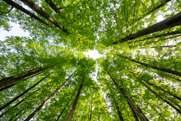 istock Looking up at the woods from a wide angle 2152989795