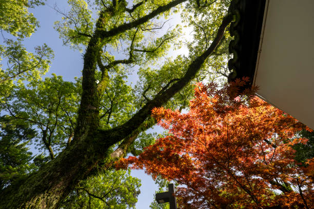 Red maple leaves in the park