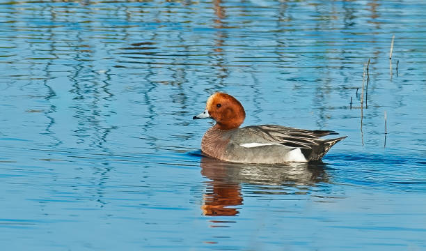 The Eurasian wigeon or European wigeon (Mareca penelope), also known as the widgeon or the wigeon, is one of three species of wigeon in the dabbling duck genus Mareca. It is common and widespread within its Palearctic range. Found in Gray Lodge Wildlife Area in the Sacramento Valley, Butte County, California el wigeon euroasiático o wigeon europeo (mareca penelope), también conocido como widgeon o wigeon, es una de las tres especies de wigeon en el género mareca. es común y está muy extendido dentro de su área de distribución paleártica. encontrado en