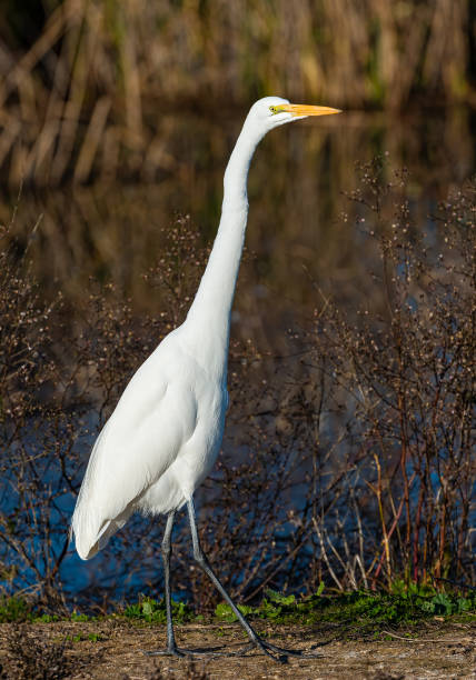 The Great Egret (Ardea alba), also known as Great White Egret, Common Egret, or Great White Heron, is a large, widely-distributed egret. Gray Lodge Wildlife Area, Sacramento Valley, California. Butte County.