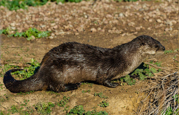 The North American river otter (Lontra canadensis), also known as the northern river otter or the common otter, is a semiaquatic mammal endemic to the North American continent, found in and along its waterways and coasts. Gray Lodge Wildlife Area, Sacramento Valley, California. On land. Butte County. the north american river otter (lontra canadensis), also known as the northern river otter or the common otter, is a semiaquatic mammal endemic to the north american continent, found in and along its waterways and coasts. gray lodge wildlife area, sacrame