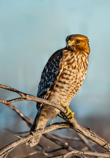 The red-shouldered hawk (Buteo lineatus) is a medium-sized buteo. Its breeding range spans eastern North America and along the coast of California and northern to northeastern-central Mexico. Gray Lodge Wildlife Area, Sacramento Valley, California. el halcón de hombros rojos (buteo lineatus) es un buteo de tamaño mediano. su área de reproducción se extiende por el este de américa del norte y a lo largo de la costa de california y desde el norte hasta el centro-noreste de méxico. Área de vida