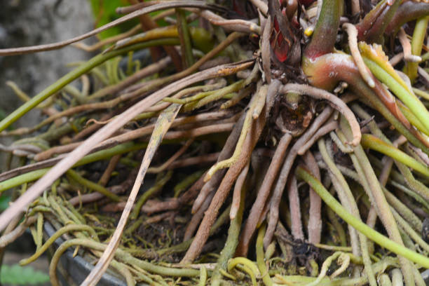 istock Photo of very dense isolated roots 2152991706