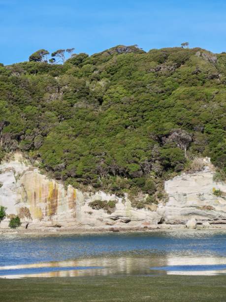 istock A Forested Cliff on the Tasman Sea 2152992602
