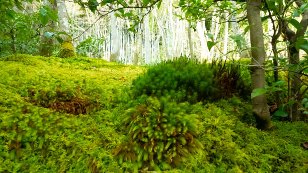 The beautiful world of moss is a paradise of delicate plants spread out like a green carpet. It grows in moist environments and has a dense, fluffy texture of tiny leaves. Moss grows on trees, stones, and the ground, bringing quiet healing and serenity!