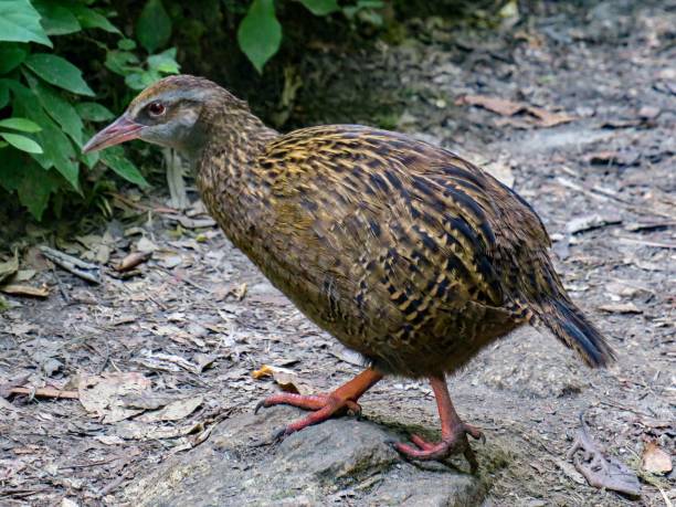 A Weka in the South Island
