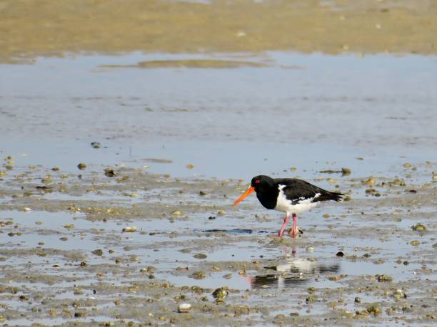 istock The Oystercatcher on a Beach 2152994767