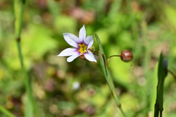 istock Annual blue eyed grass ( Sisyrinchium rosulatum ) flowers. Iridaceae annual plants. 2152995267