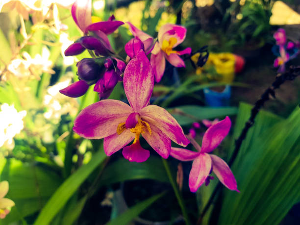 beautiful colorful spring flower blooms