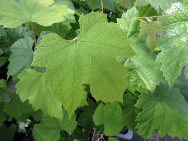 istock Close-up of young grape leaves 2152996353