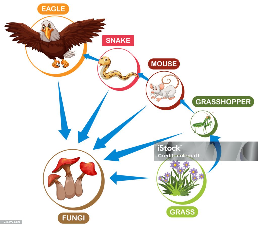 Depicts A Food Chain With Various Animals And Plants Stock Illustration ... Biology Diagrams