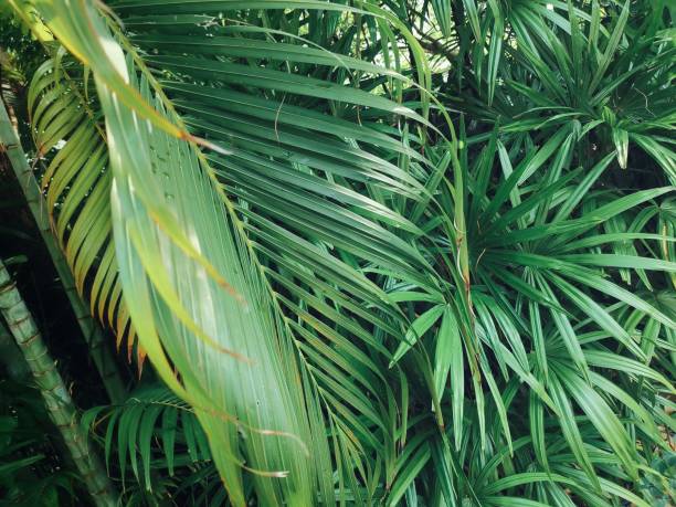 Palm trees in Florida