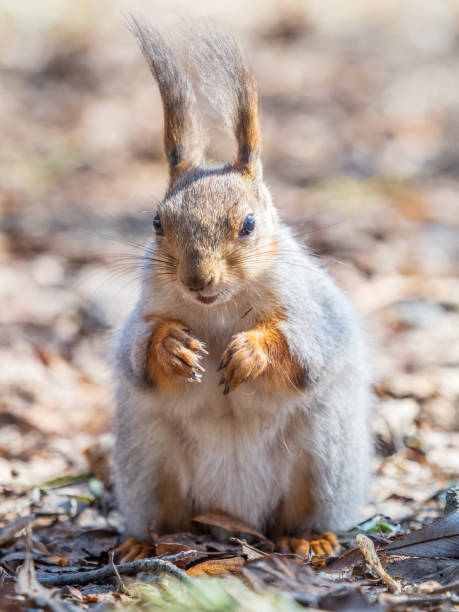 istock Squirrel in autumn or spring with nut on the green grass with fallen yellow leaves 2152999727